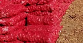 Red onion Sizes: According to the customer s desire