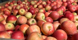 Продам Айдаред и Найдаред в грузовиках размером 7+ в