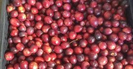 I will sell about 200 kg of large cranberries.