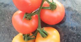 Tomatos From Morocco