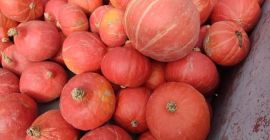 I have pumpkins for sale, about 60 tons, Hokkaido