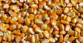 Yellow corn. Origin: Ukraine. SPECIFICATIONS: Harvest: 2023; Humidity, %:
