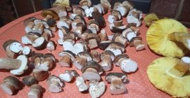 Boletus aerius, полностью дикий, собранный в Сьерра-де-Уэльва традиционным способом.