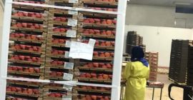 Fragole naturali di alta qualità, spedite in tutto il