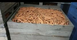 I will sell waste carrots. Tonne quantities