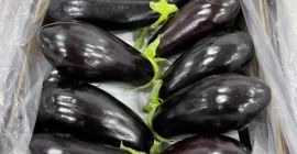 High quality eggplant, with the possibility of shipping to