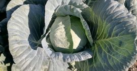 Hello white cabbage
