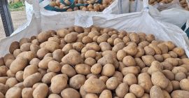 Предлагаме за продажба жълти и червени картофи от различни