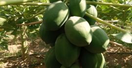 Delicious top quality red lady papayas. once turn to