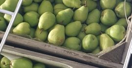 Salve, ho una pera Lukas da offrire.Il prezzo della