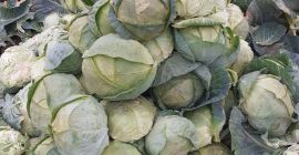 I am selling Buzau cabbage, price 80 money, in