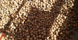 Offriamo 450 chilogrammi di noci di qualità, raccolto 2022