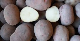 I will sell Ricardo potatoes packed in 25kg bags
