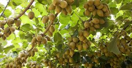 SELL FRESH FRUITS FRESH KIWI, PRICE - AGRICULTURAL EXCHANGE, Agro-Market24