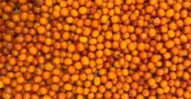 We offer IQF Frozen Seabuckthorn. Cultivted berries - Conventional