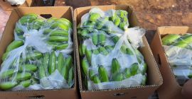 COMPANIA PRODUCĂTORĂ DE BANANA EN ECUADOR CĂUTĂM NOI CLIENȚI