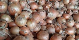 I will sell onion kal.5+