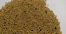 LLC Smolensk Agro Export exportiert weiße, gelbe und schwarze