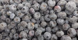 Afine cultivate Iqf (duke,bluecrop) Cantitate 21 tone Ambalare 10kg