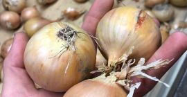 Hello. I have yellow onions for sale. Sorted and