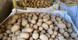 Large quantities of yellow potatoes for sale, caliber 50+