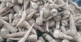 I have washed parsley root for sale