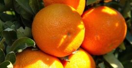 Zwischen November und Februar füllen sich die berühmten Mandarinenplantagen