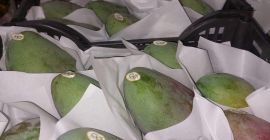 Качественное египетское манго. Напрямую от производителя. Минимальный заказ 20