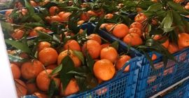 FIA GOGOT FRUIT ti porterà nella nuova stagione frutta