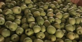 Продаћу јабуку Принце Цхампион голден 6-7 јонагоред