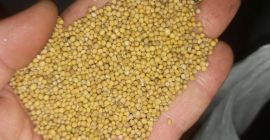We sell white mustard seeds of the Elena variety.