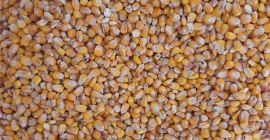 Здраво. Продајем суви кукуруз у џаковима од 50 кг.