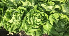 Продавам маруля трокадеро сериозна и решителна компания.