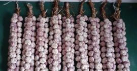 Harnaś garlic for sale