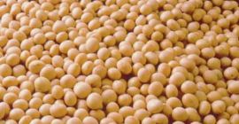 GMO soybeans for export from Ukraine. FCA/DAP/CIF delivery terms.
