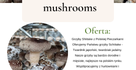 Грибы шиитаке от Polish Mushroom Предлагаем вам грибы шиитаке