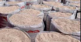 Hántolt SZEZÁMMAGOT, BÚZÁT árulunk befektetők, iparos exportőrök és potenciális