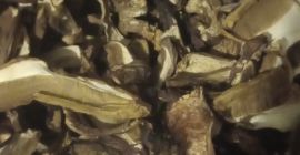 Champignons im Ganzen getrocknet und in Scheiben geschnitten. Steinpilze,