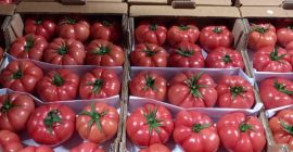 Продам помидоры, страна происхождения Турция. Приглашаю к сотрудничеству.