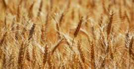 I will sell 100 tons of wheat per week.