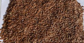 Brown and golden flax seeds. FCA- Kazakhstan.