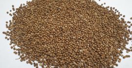 Smolensk Agro Export LLC exports coriander seeds, Russian origin,