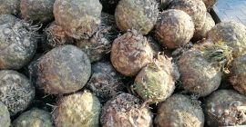 I will sell root celery, weight from 1 kg