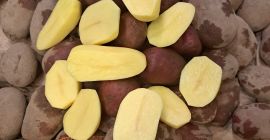 We sell red and yellow potatoes in large quantities.