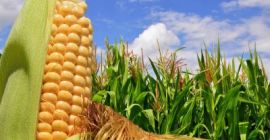 I will sell corn and other grains of any
