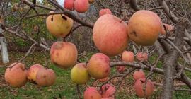 Eco apples