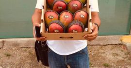 Mango Kent directly from producers in Northern Peru. (Tambogrande,