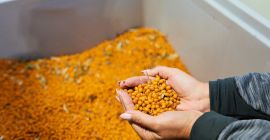We sell certified organic sea buckthorn from our own