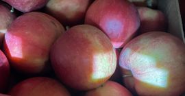 Royal Apple Sp. z oo sprzedaje dobrej jakości jabłka