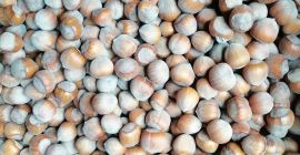 I will sell tons of hazelnuts.